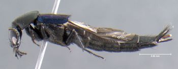 Media type: image;   Entomology 601682 Aspect: habitus lateral view